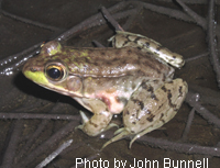 Green Frog